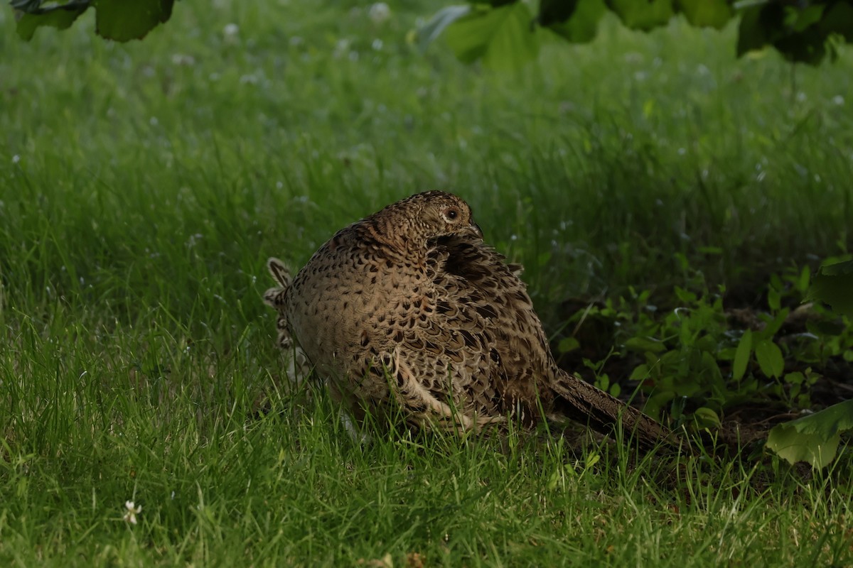 Ring-necked Pheasant - ML645995068