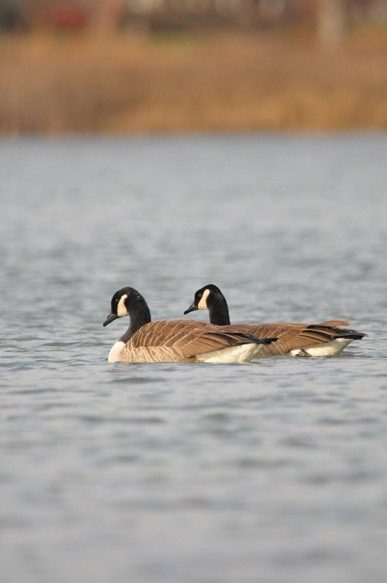 Canada Goose - ML645995069