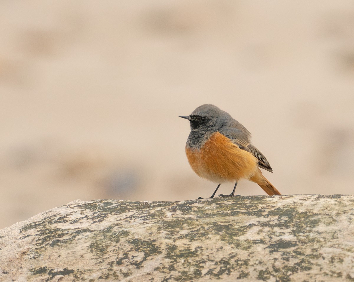 Black Redstart (Eastern) - ML645995070