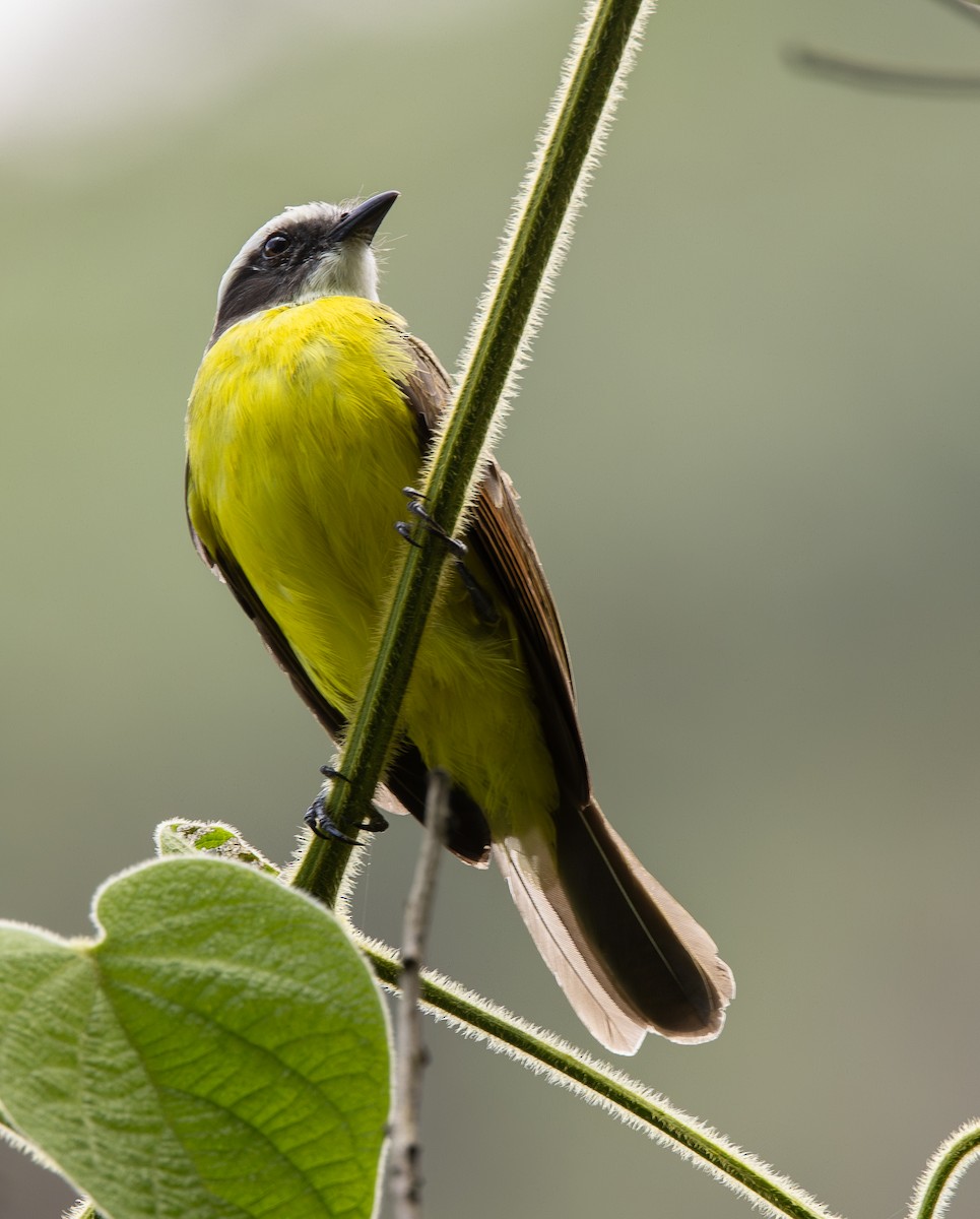 Rusty-margined Flycatcher - ML645995071