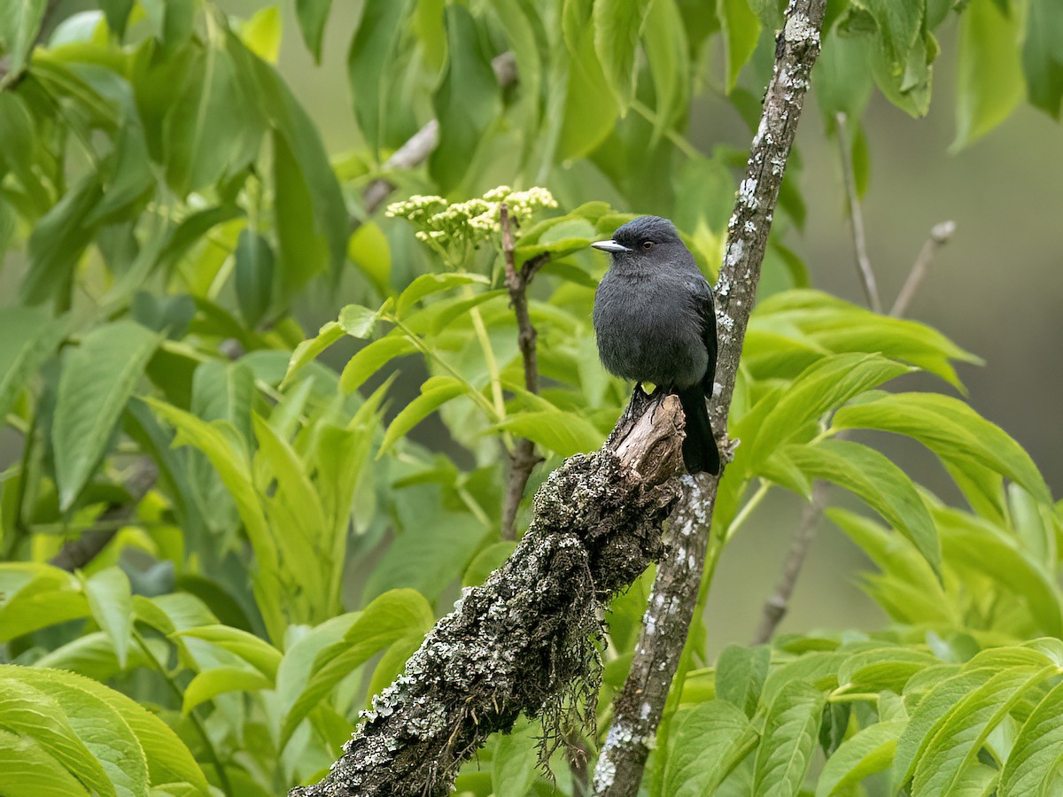 Plumbeous Black-Tyrant - ML645995072