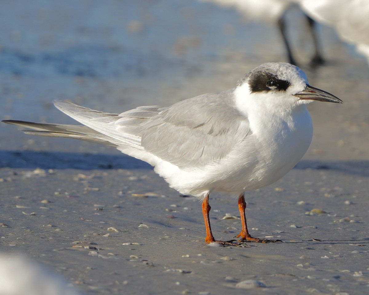 Forster's Tern - ML645995073