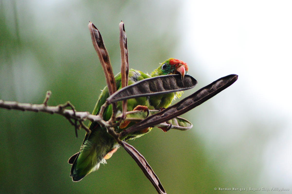Philippine Hanging-Parrot - ML645995074