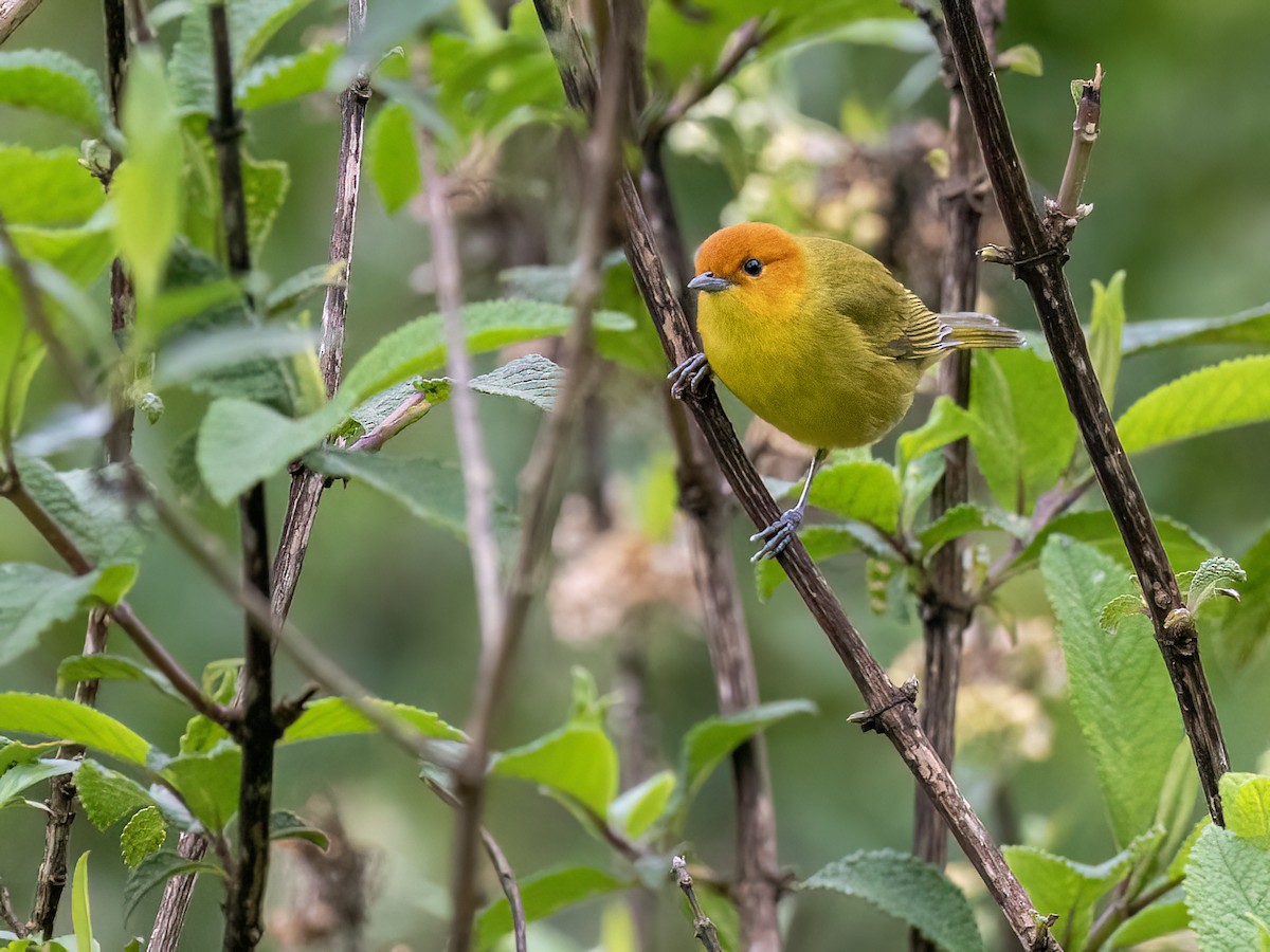 Rust-and-yellow Tanager - ML645995077
