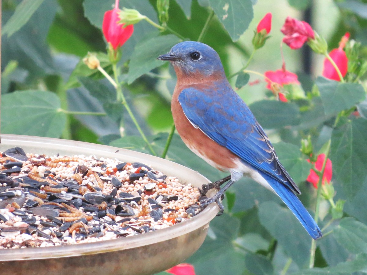 Eastern Bluebird - ML645995078
