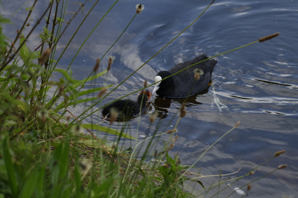 Eurasian Coot - ML645995080