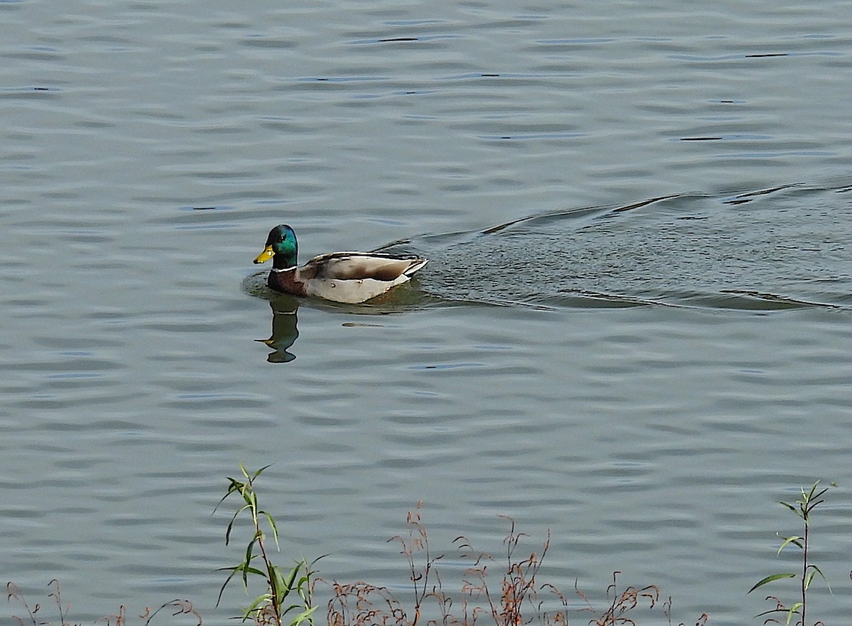 Mallard - ML645995083