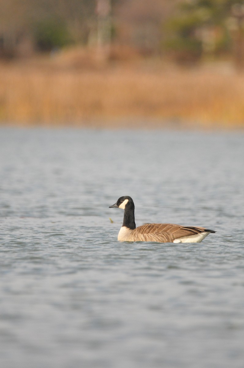 Canada Goose - ML645995084