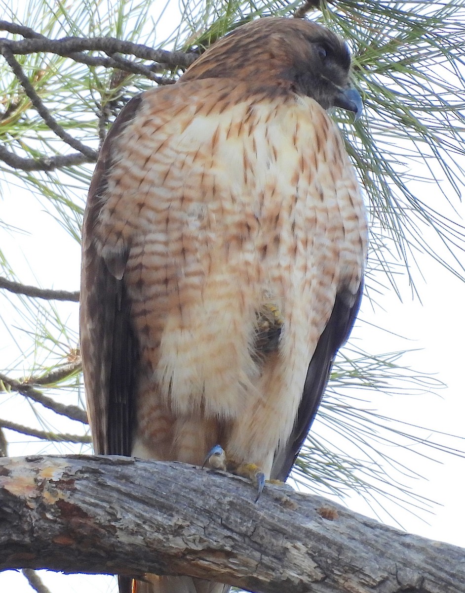 Red-tailed Hawk - ML645995089