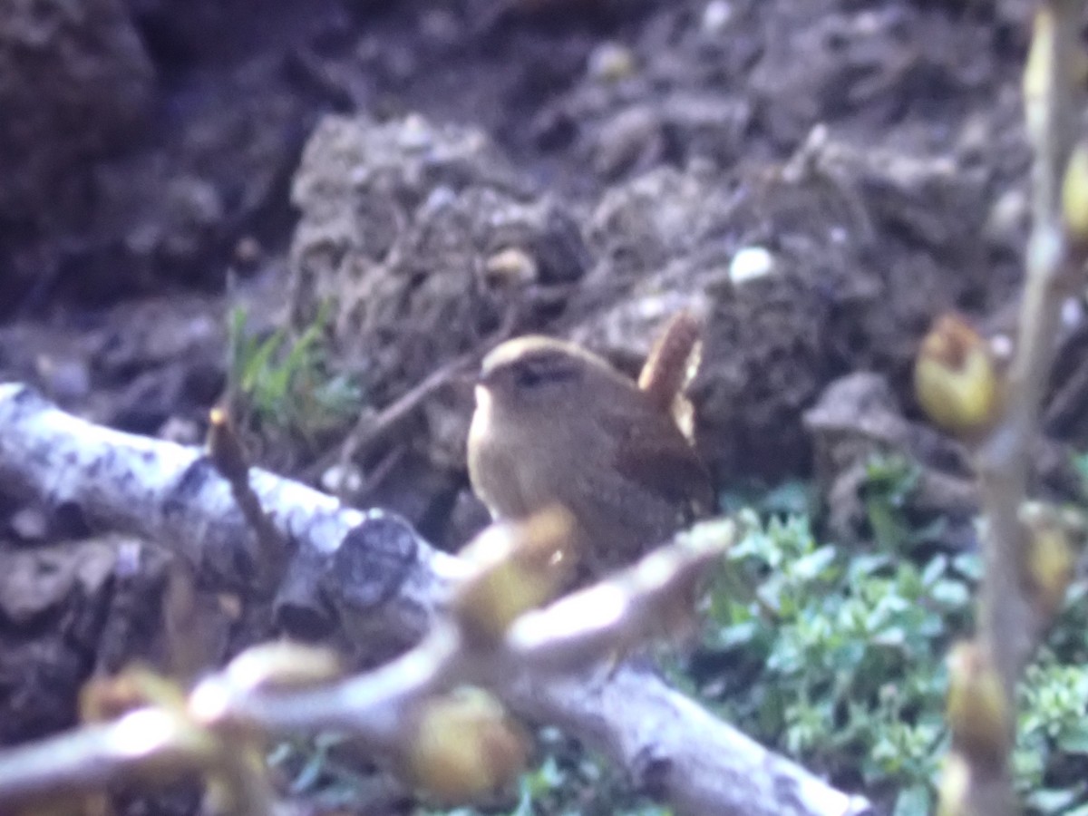 vintersmett - ML645995092