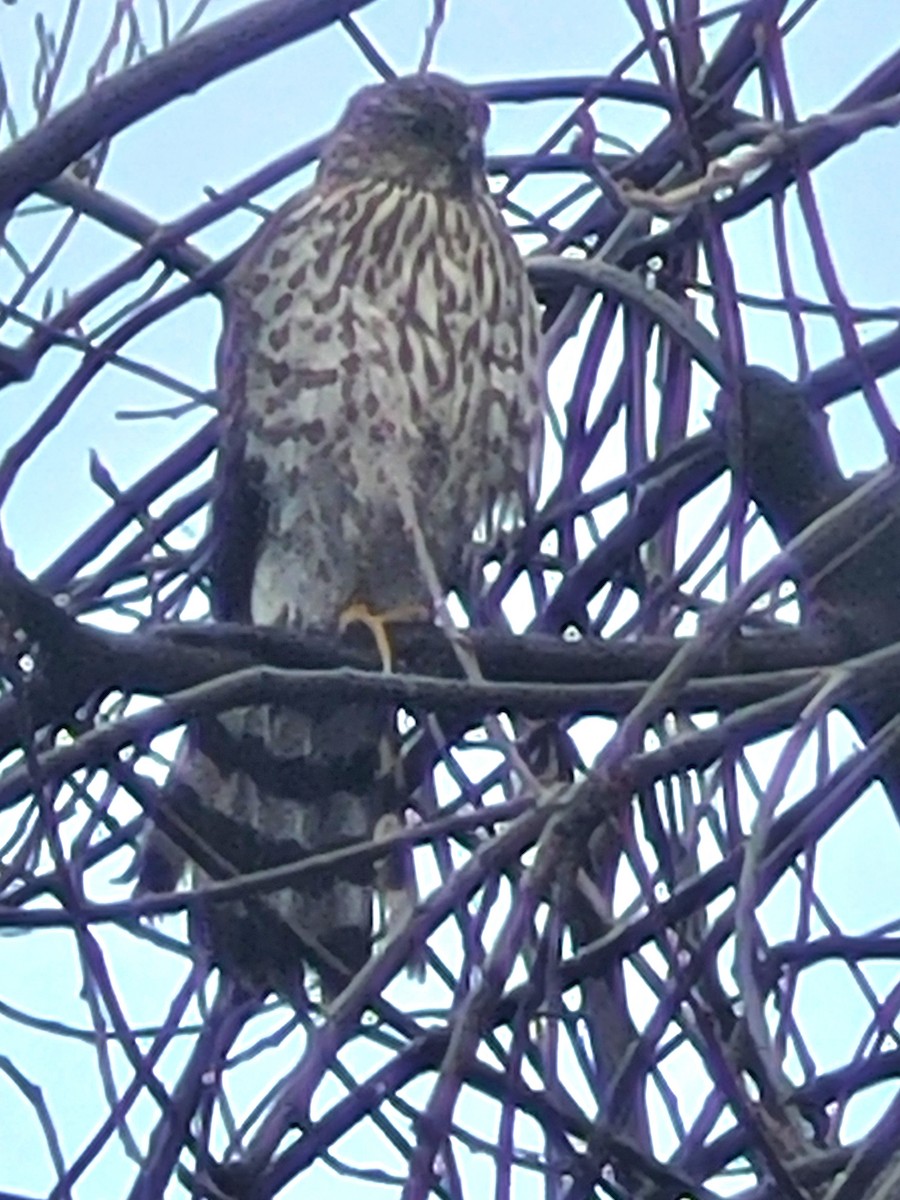 Cooper's Hawk - ML645995101