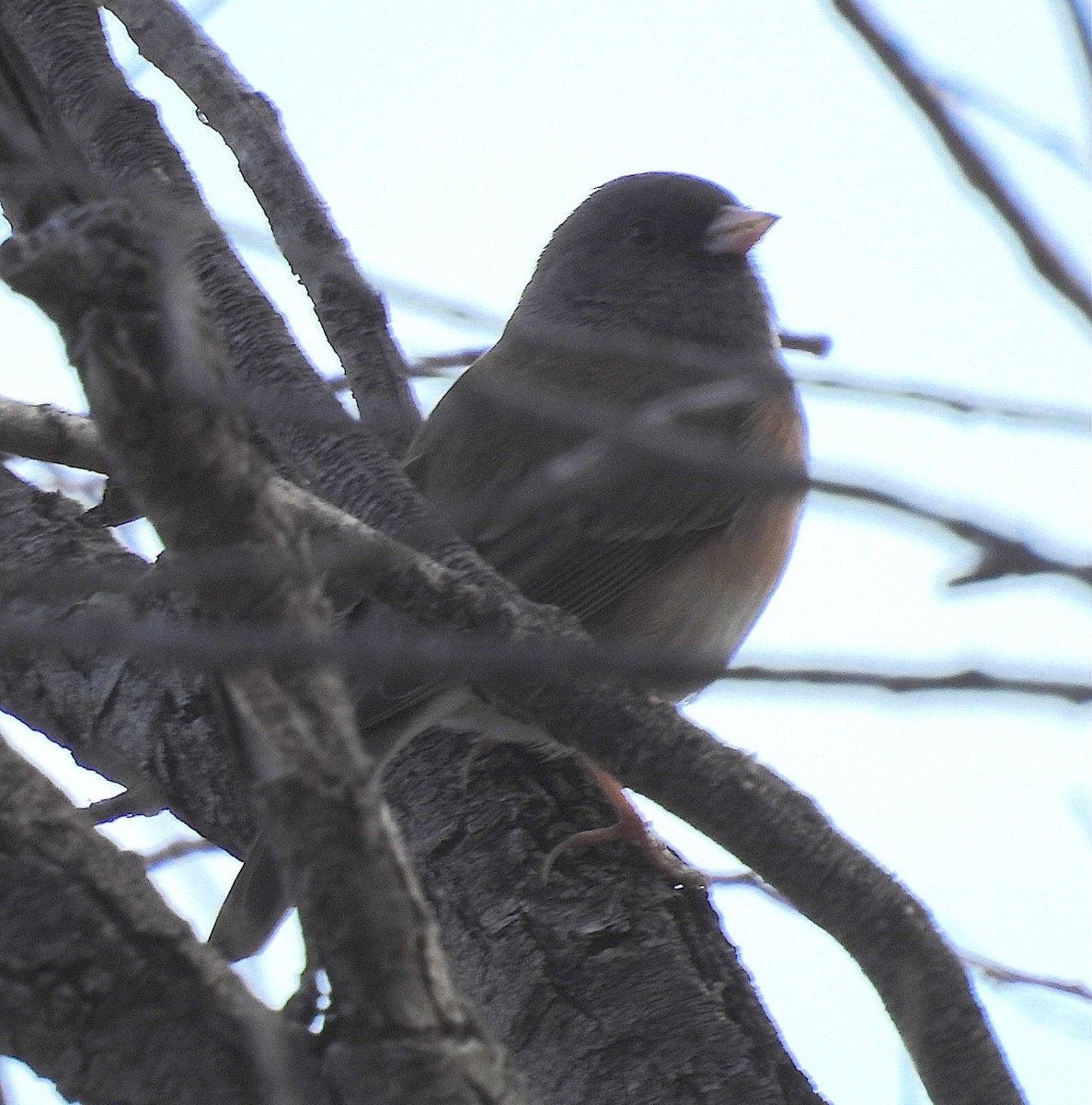 Dark-eyed Junco - ML645995102