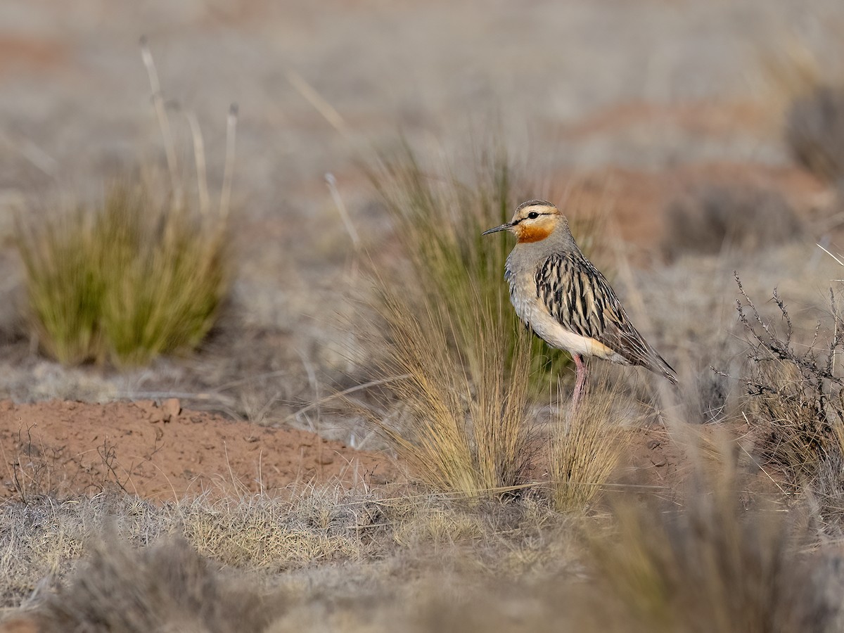 Tawny-throated Dotterel - ML645995103
