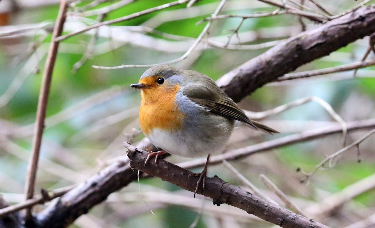 European Robin - ML645995110