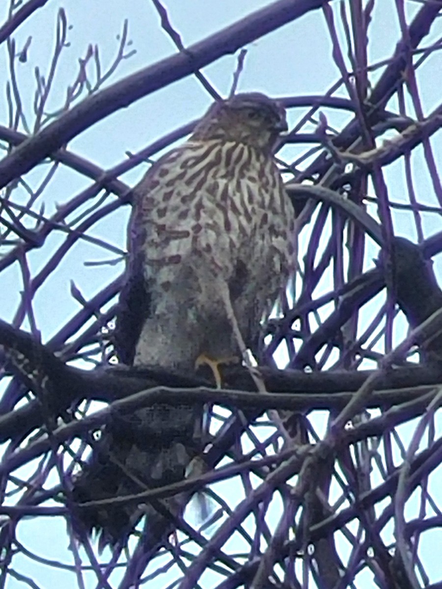 Cooper's Hawk - ML645995111
