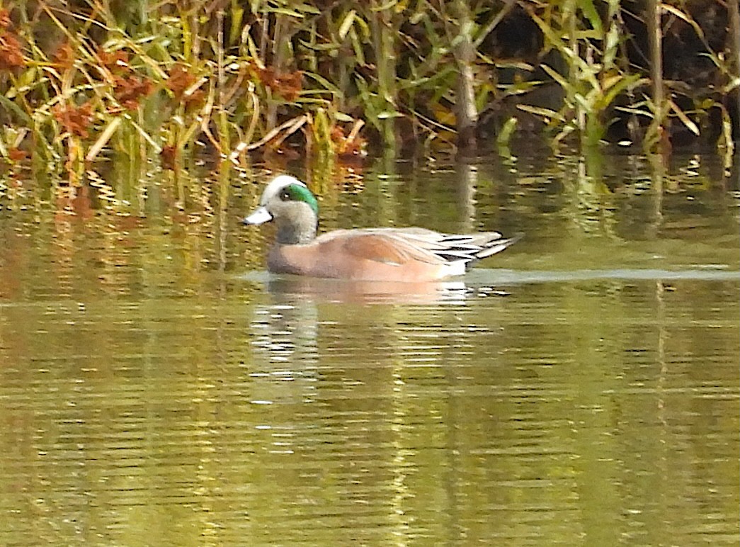 American Wigeon - ML645995112