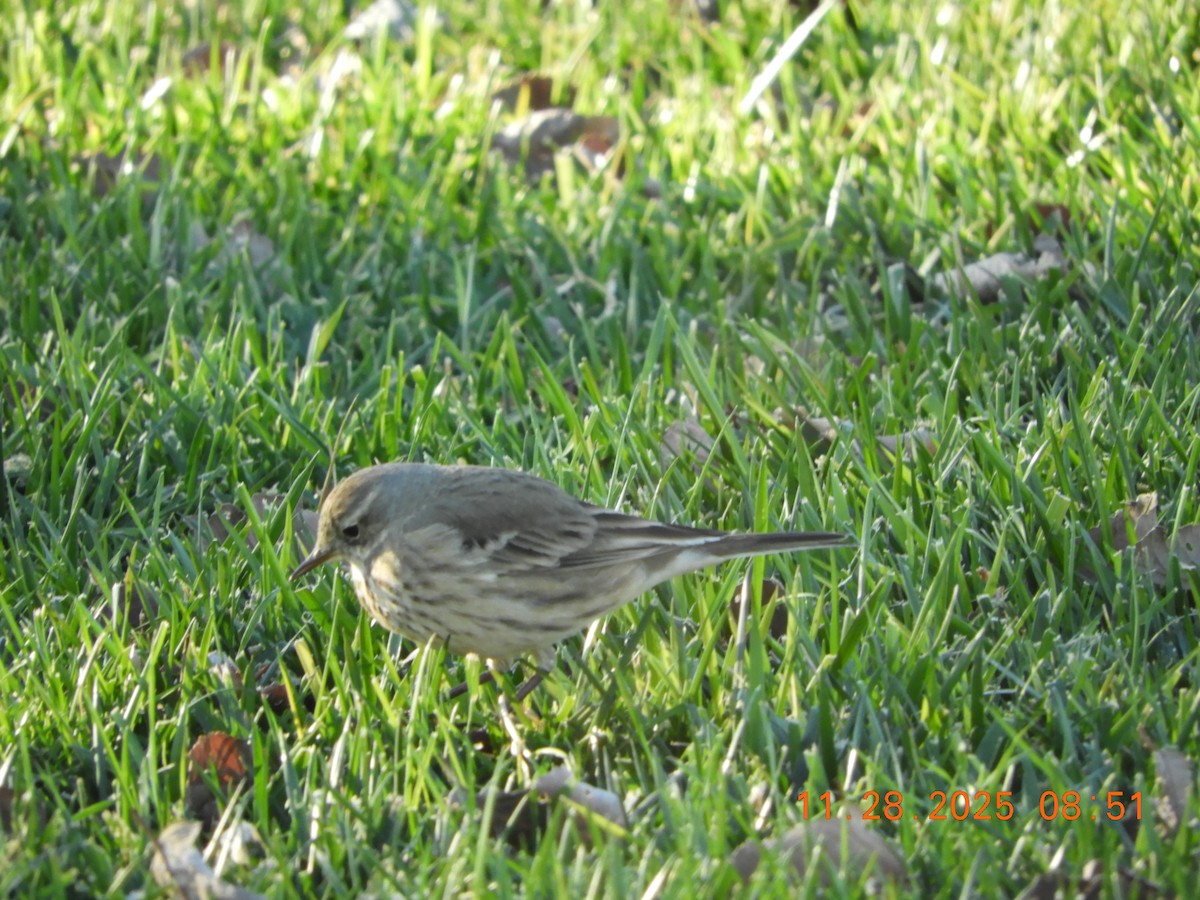 American Pipit - ML645995116