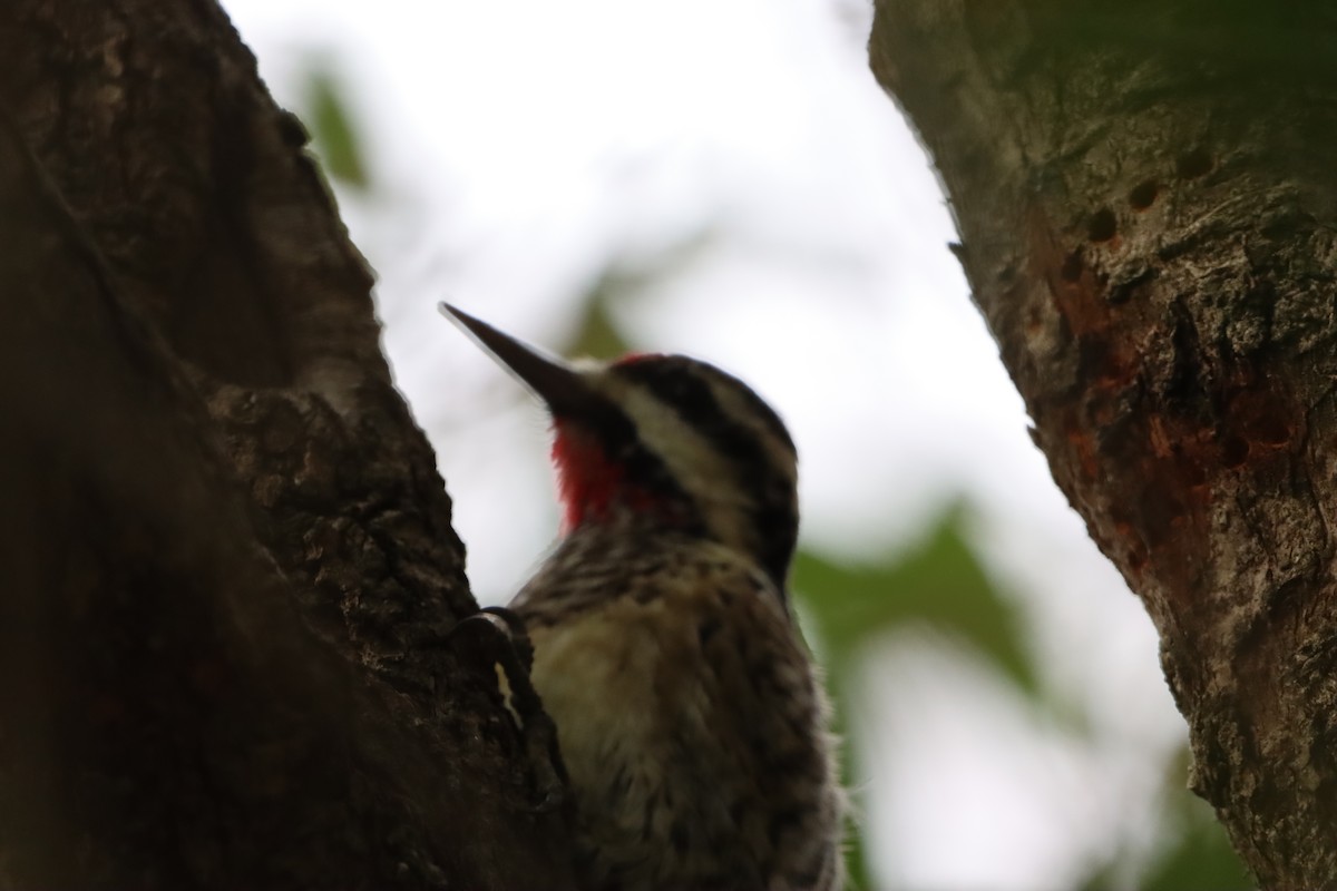 Yellow-bellied Sapsucker - ML645995117