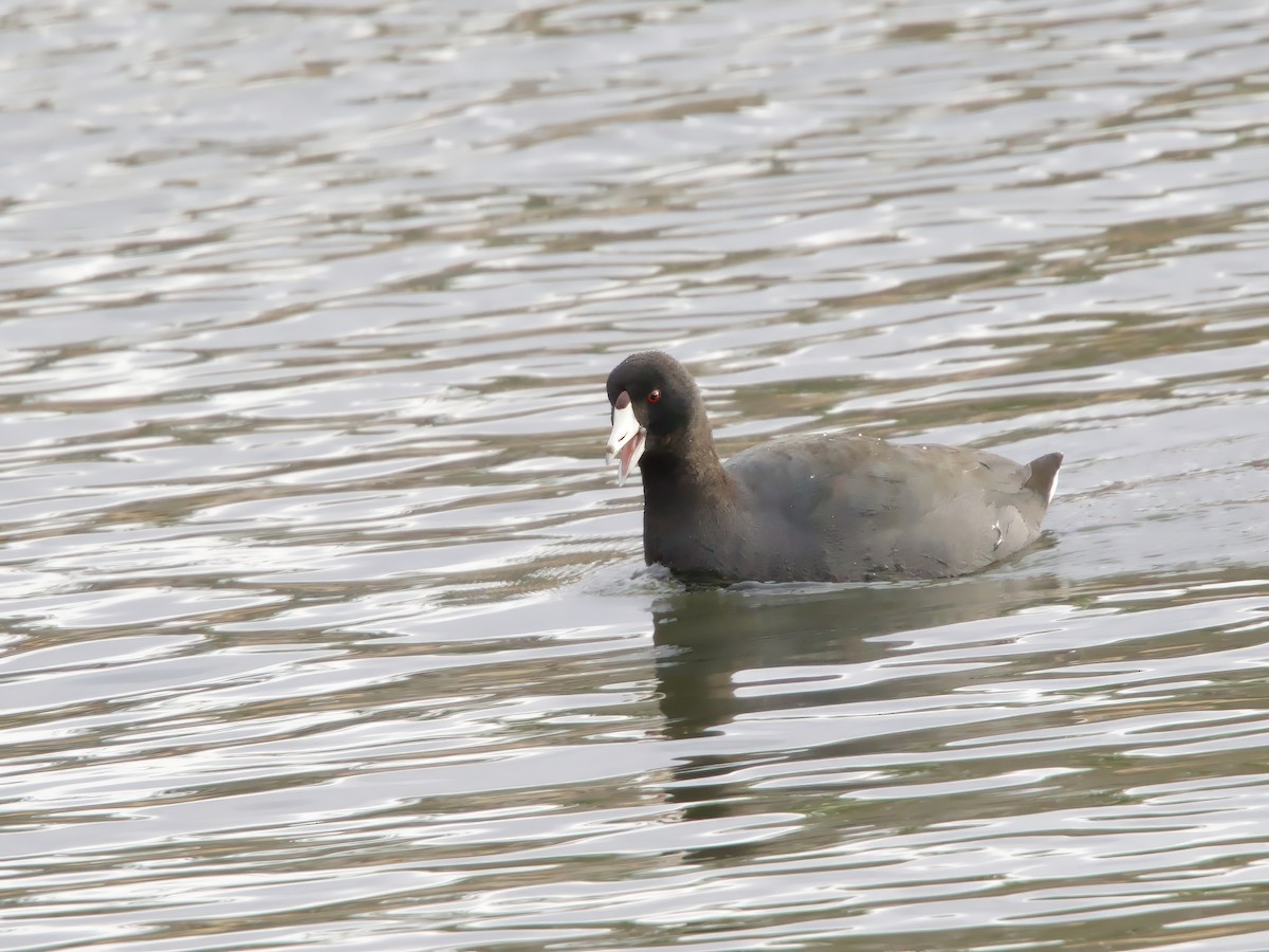 American Coot - ML645995120