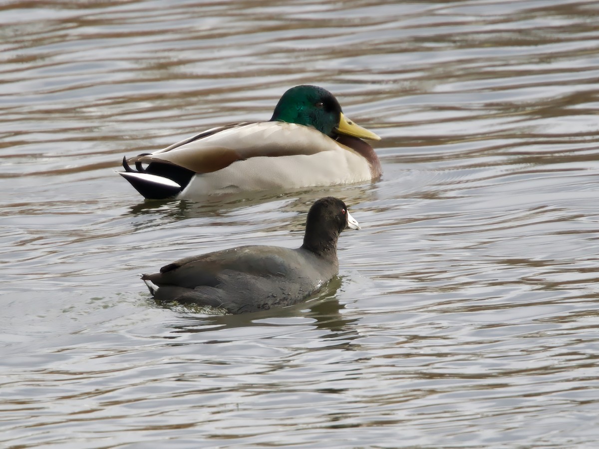 American Coot - ML645995122