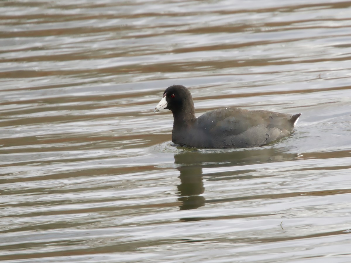 American Coot - ML645995123