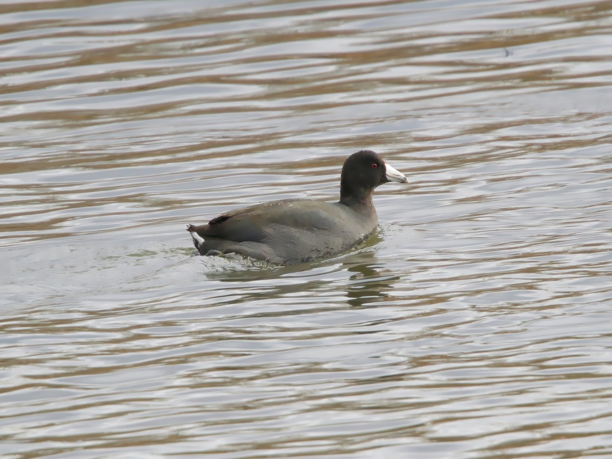American Coot - ML645995124