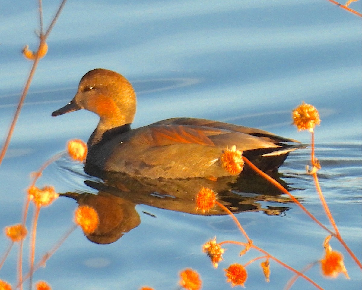 Gadwall - ML645995125