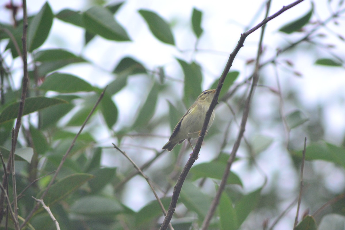 Arctic/Kamchatka Leaf Warbler - ML645995126