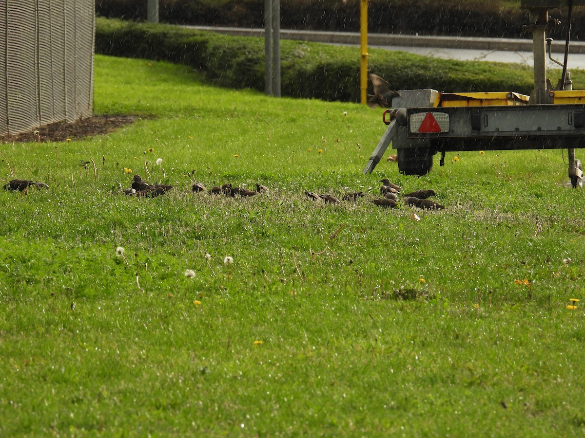 European Starling - ML645995127