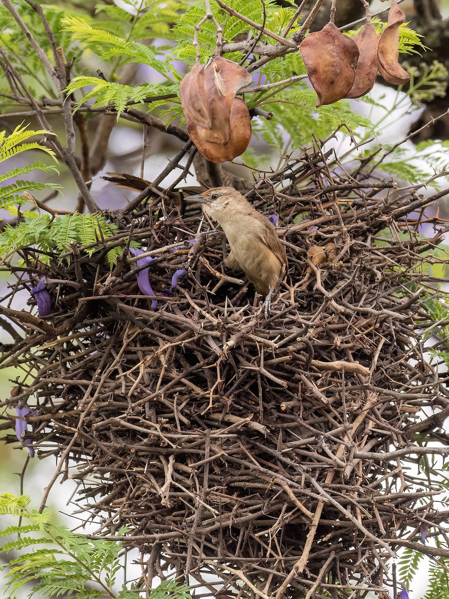 Rufous-fronted Thornbird - ML645995128