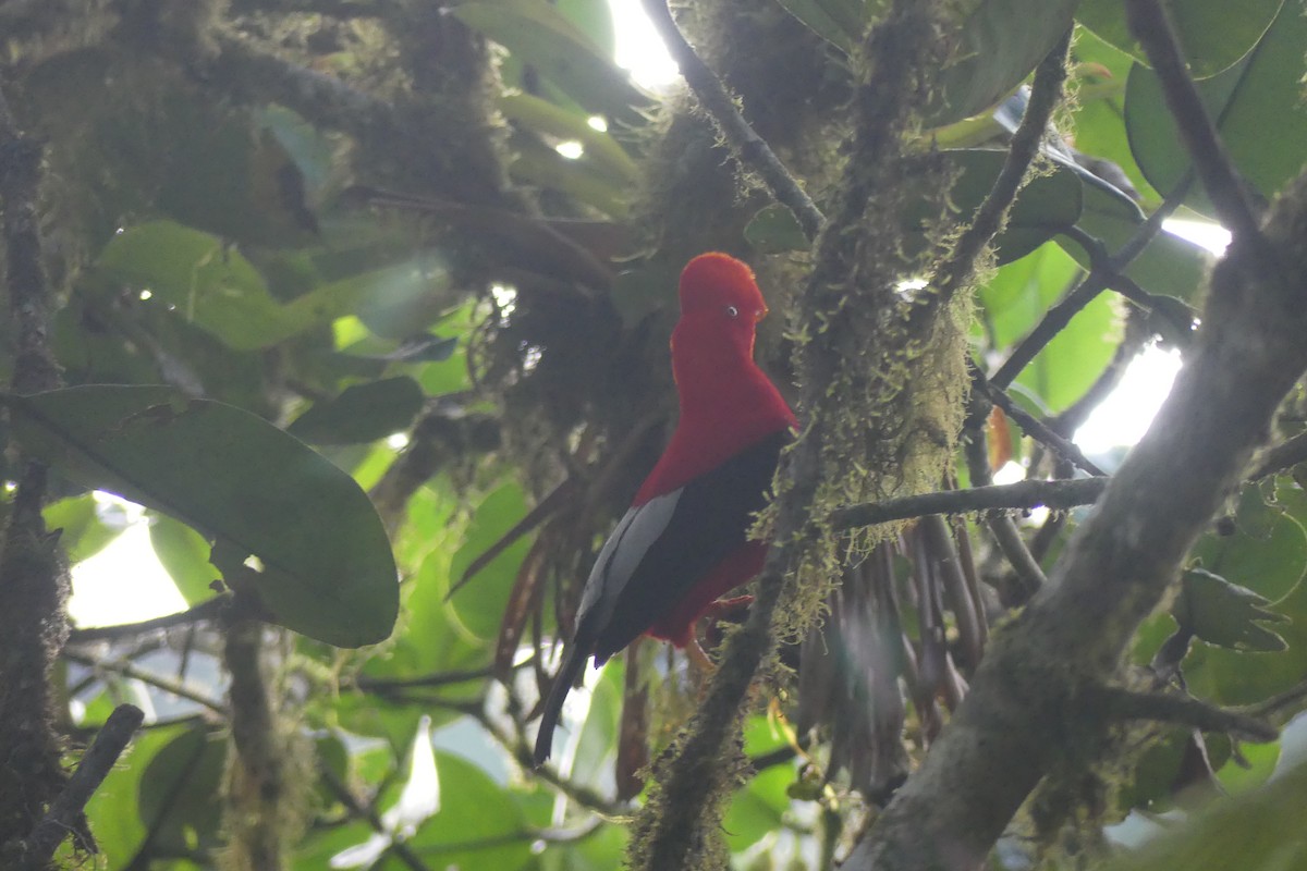 Andean Cock-of-the-rock - ML645995129