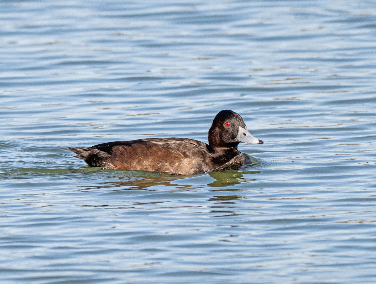 Southern Pochard - ML645995131