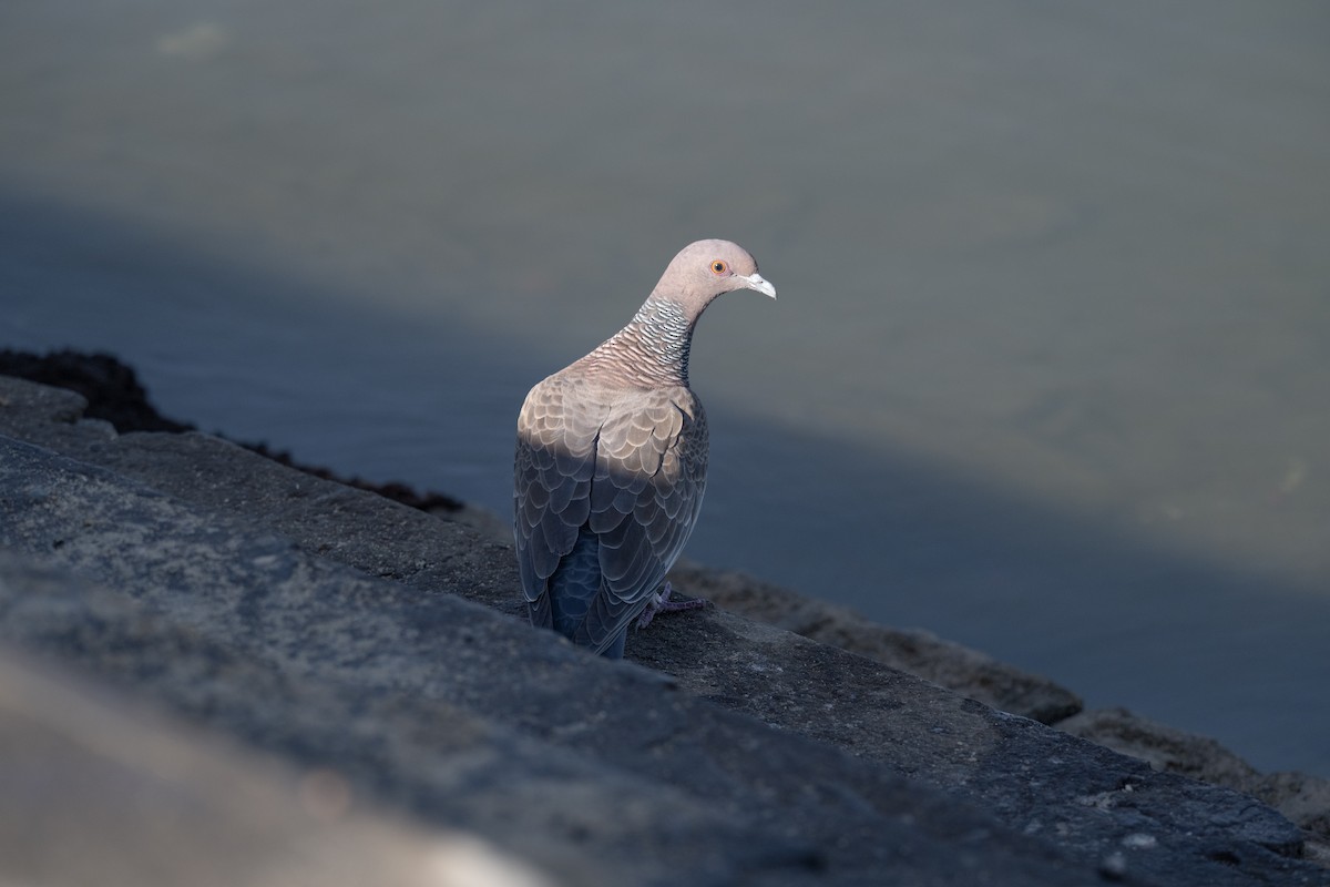 Picazuro Pigeon - ML645995135