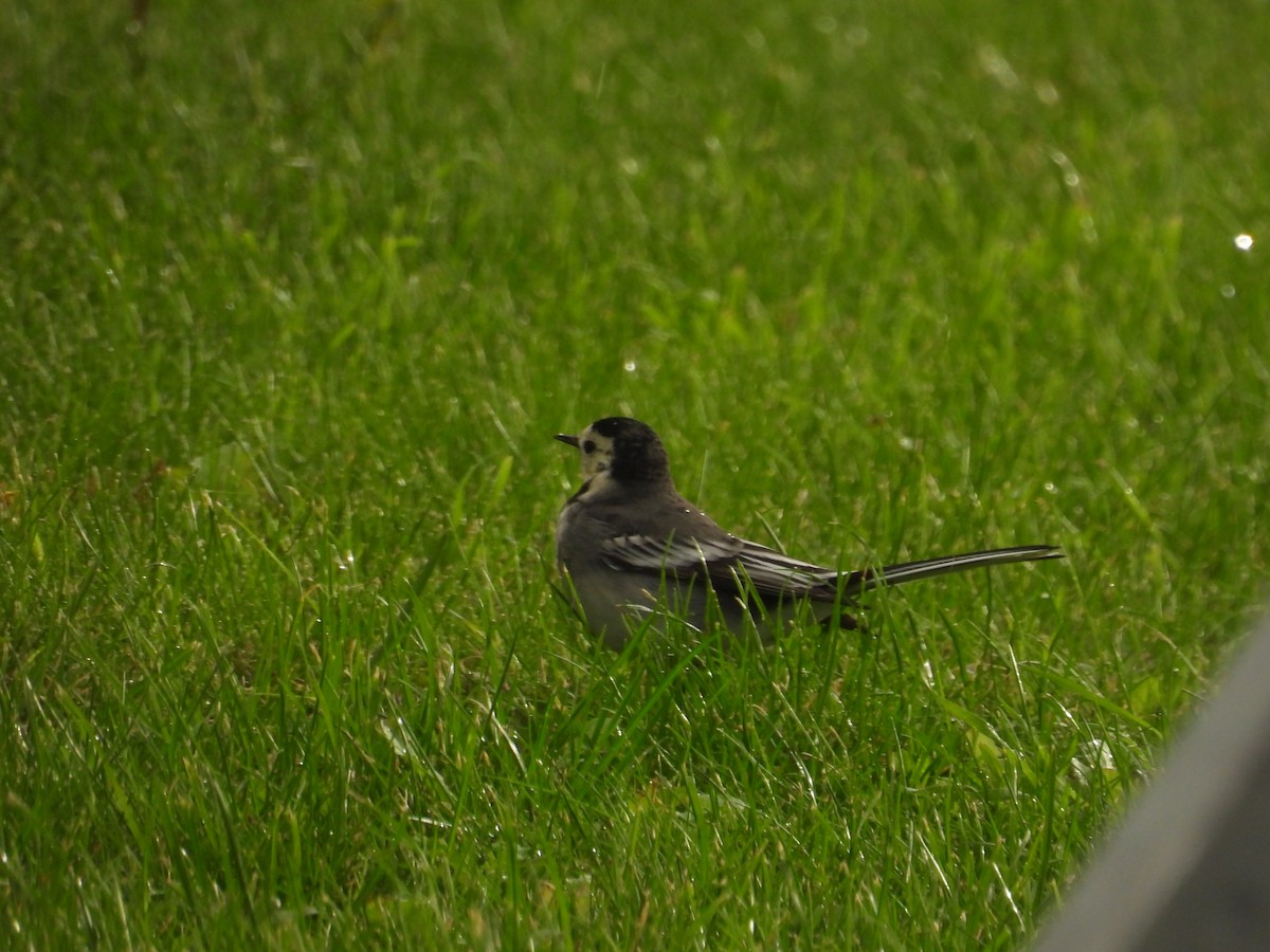White Wagtail - ML645995136