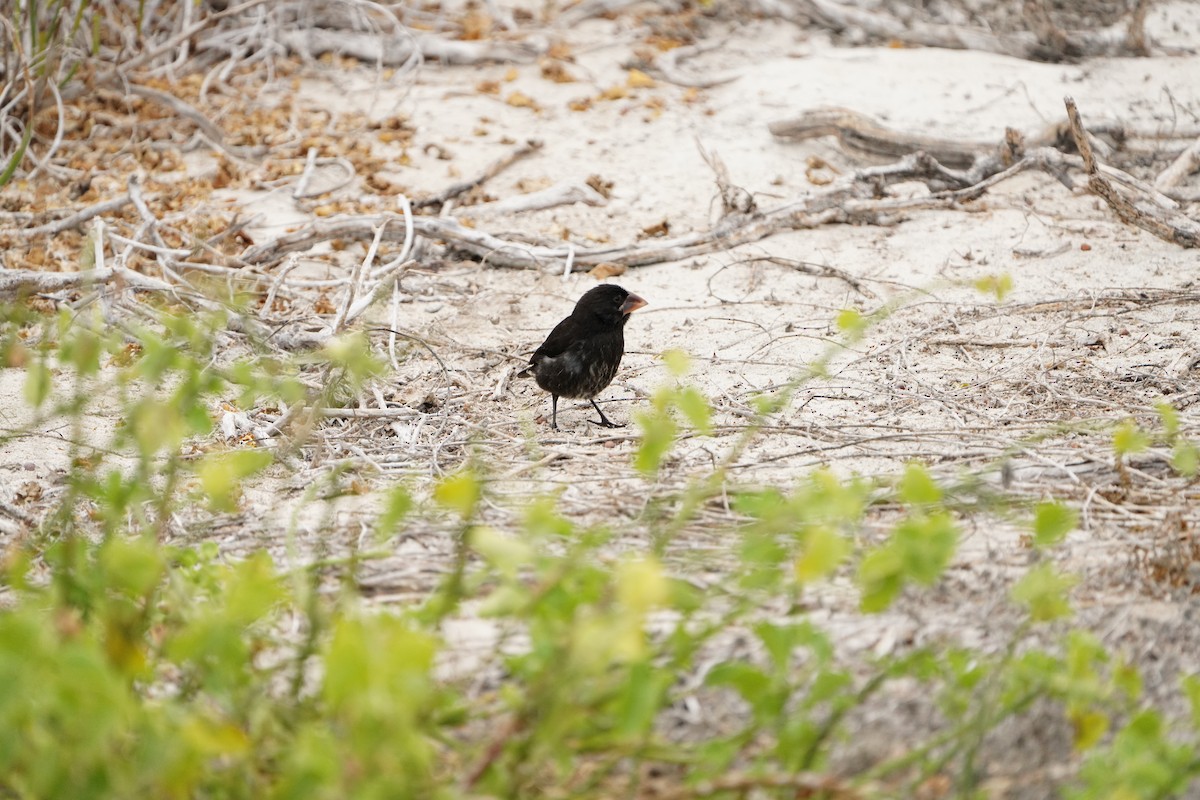 Española Ground-Finch - ML645995138