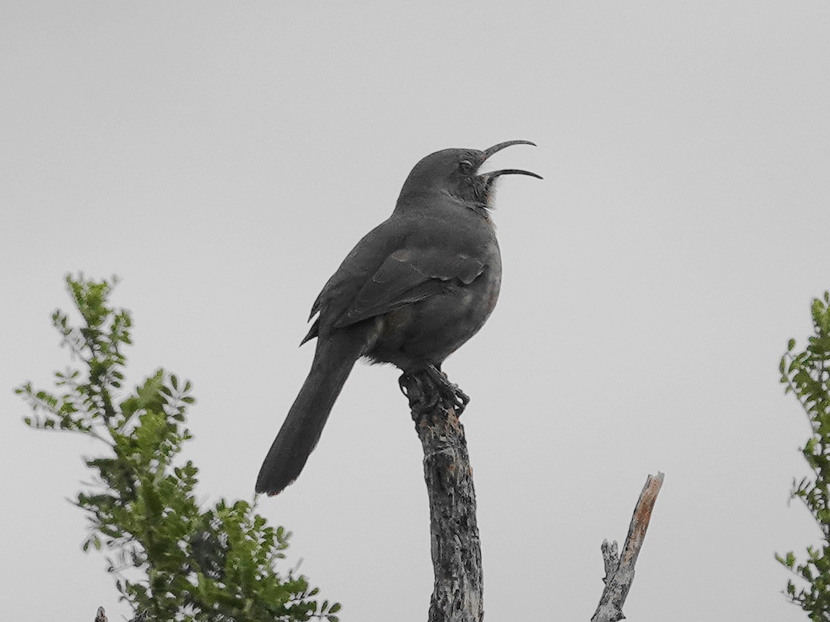 Curve-billed Thrasher - ML645995139
