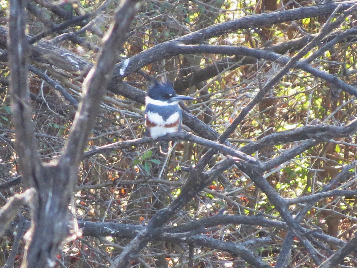Belted Kingfisher - ML645995142