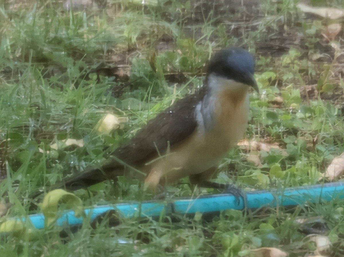Dark-billed Cuckoo - ML645995143