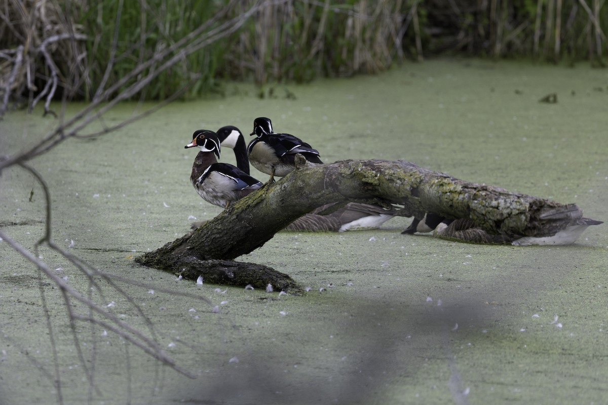 Wood Duck - ML645995145
