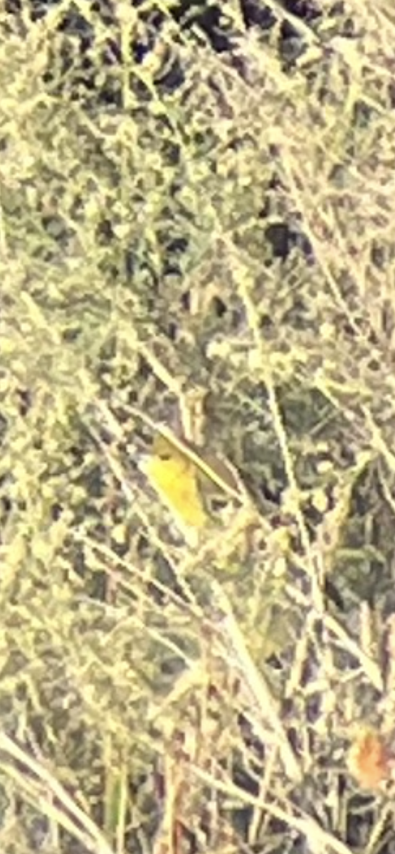 Orchard Oriole - ML645995147