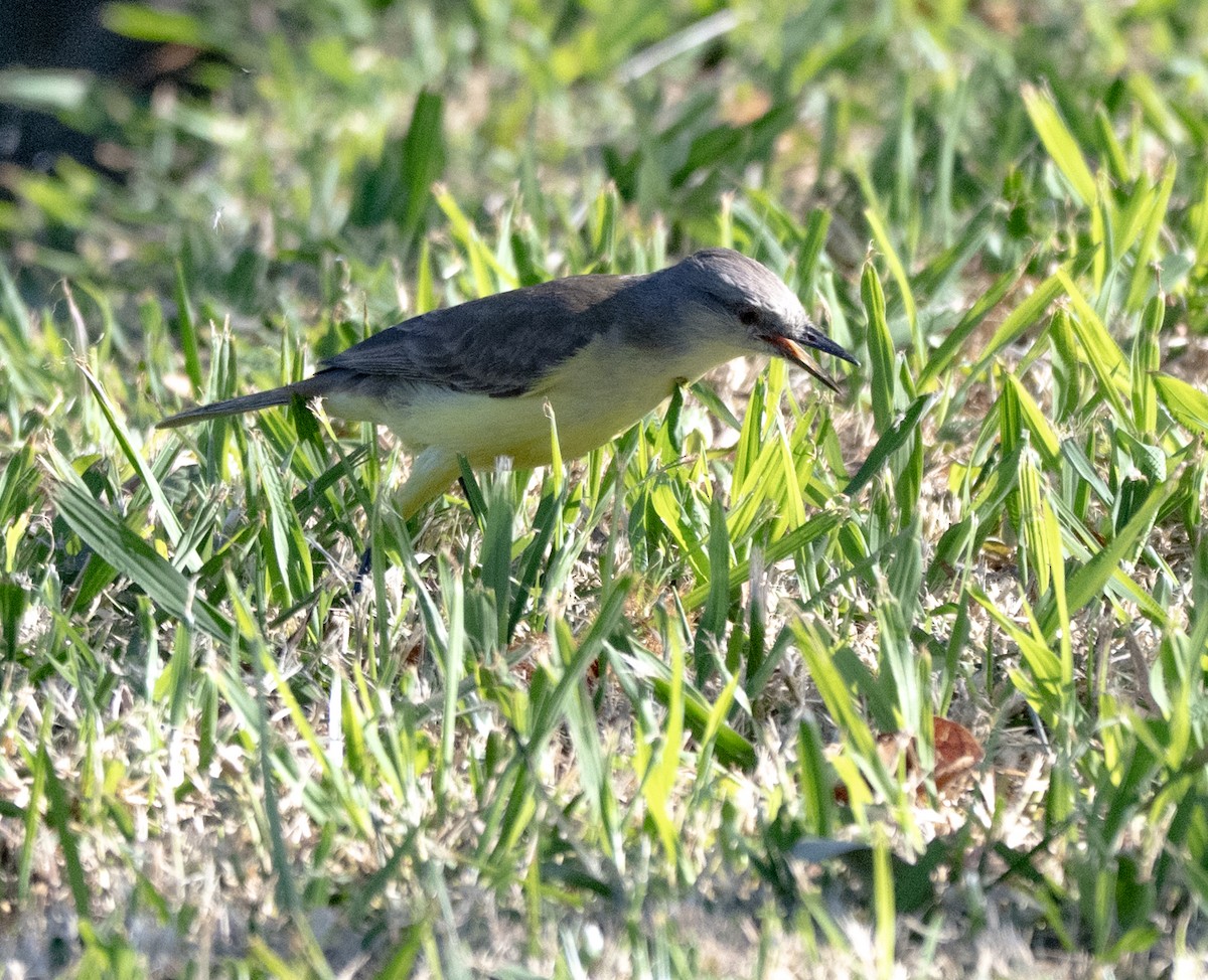 Cattle Tyrant - ML645995149