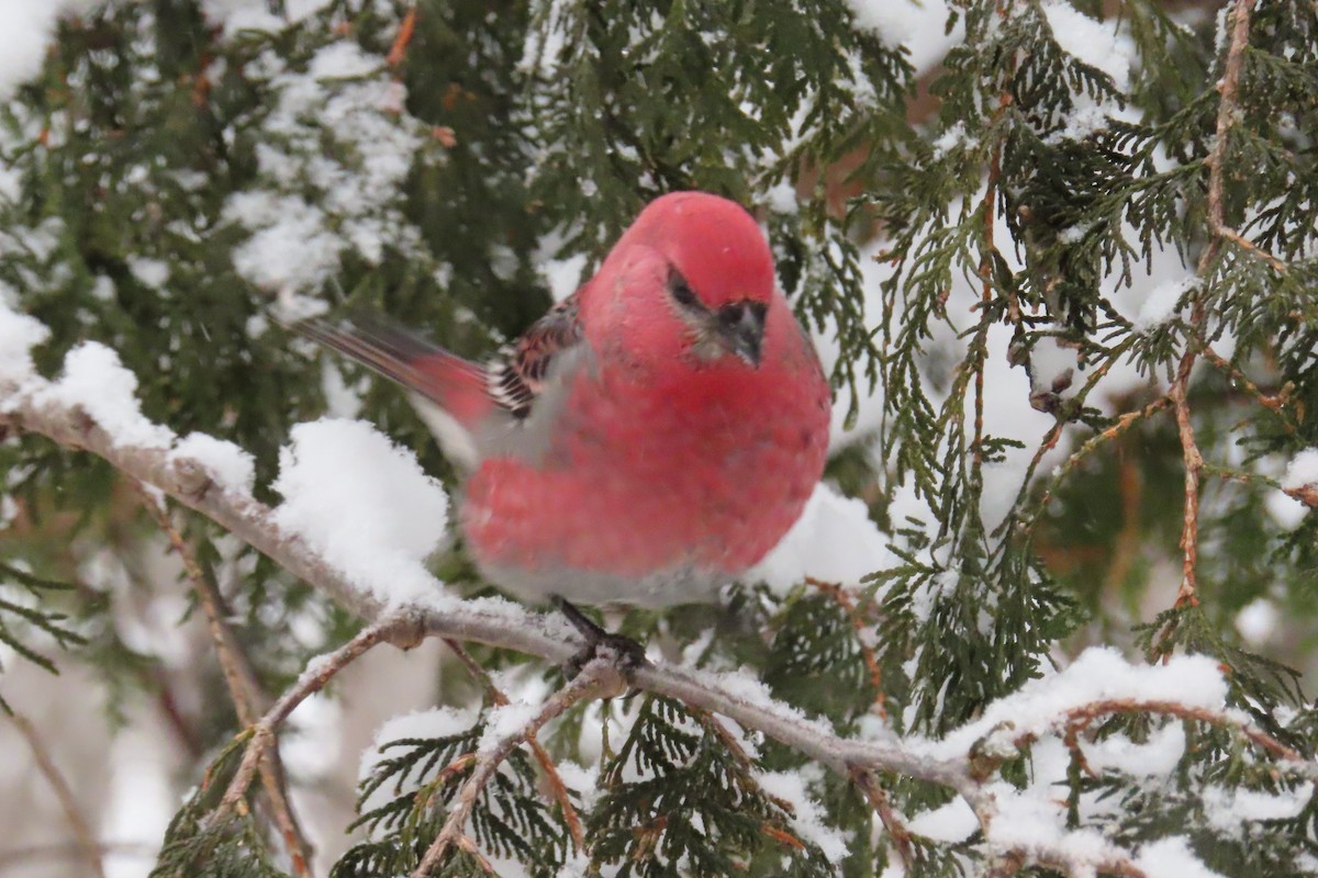 Pine Grosbeak - ML645995153
