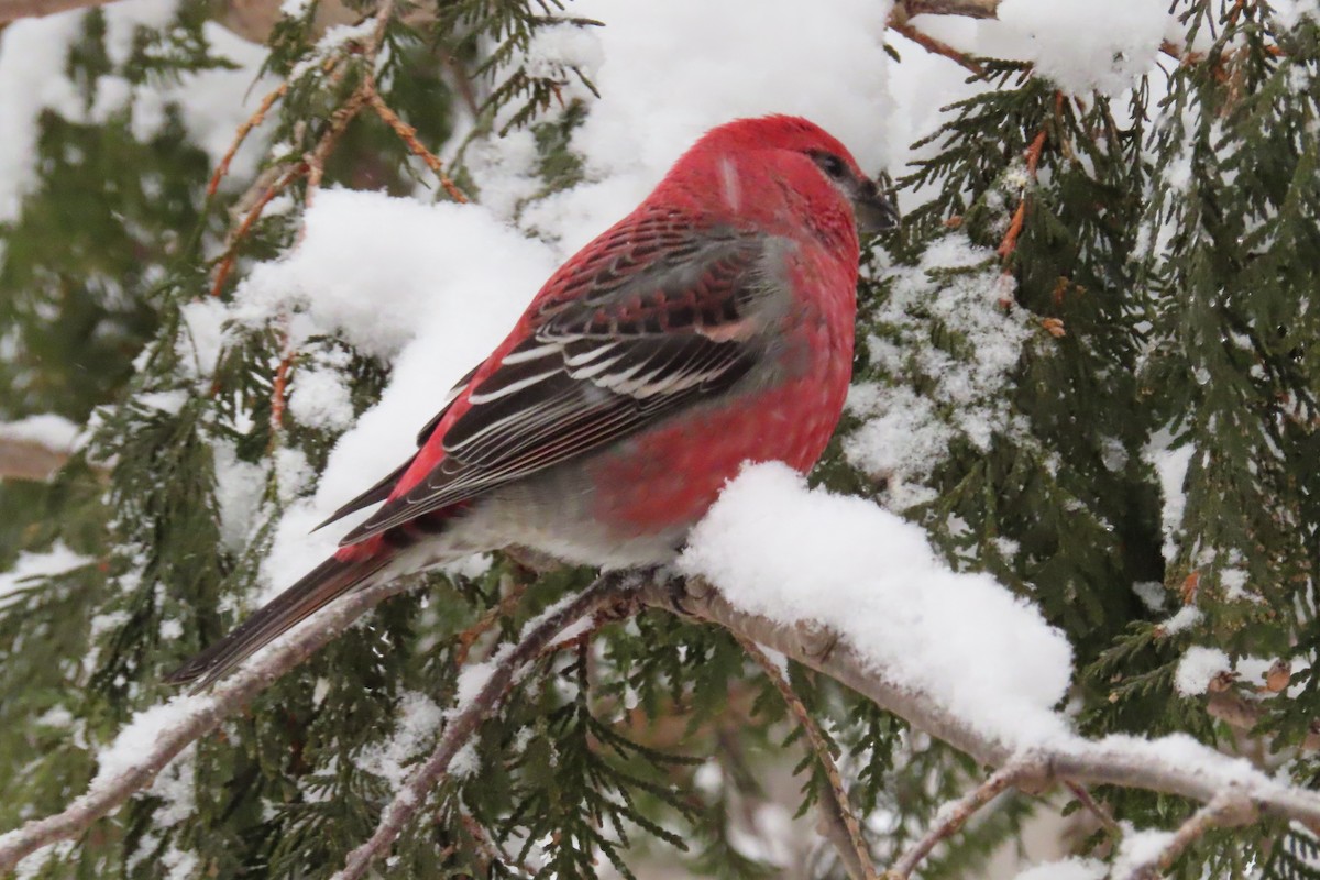 Pine Grosbeak - ML645995154