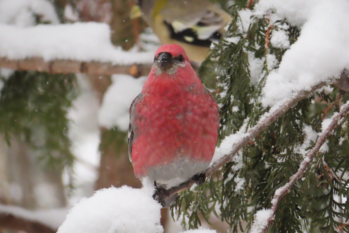 Pine Grosbeak - ML645995159
