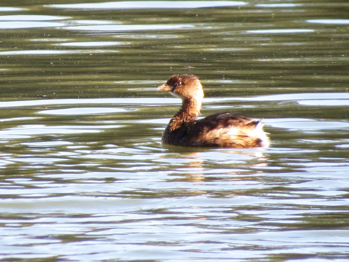 Pied-billed Grebe - ML645995161