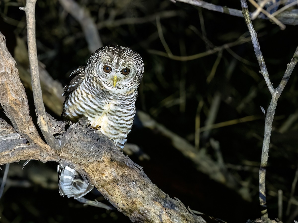 Chaco Owl - ML645995164