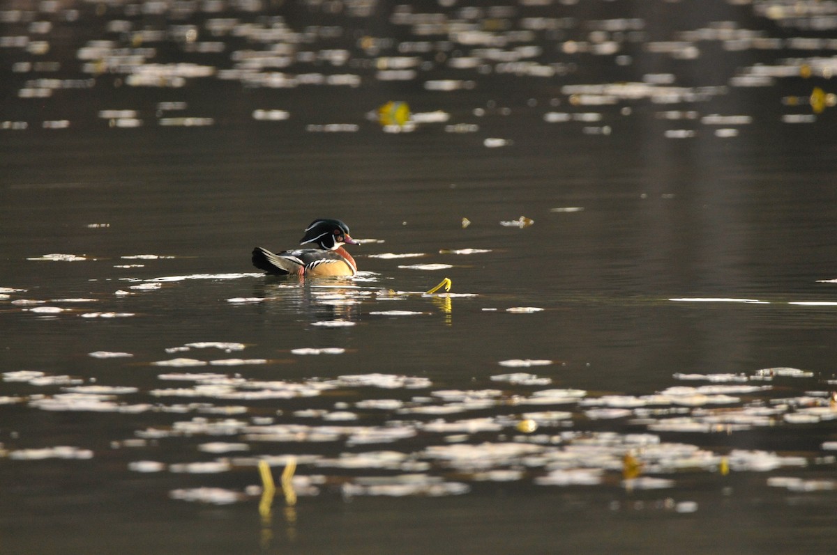 美洲鴛鴦 - ML645995166