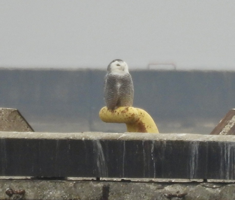 Snowy Owl - ML645995167