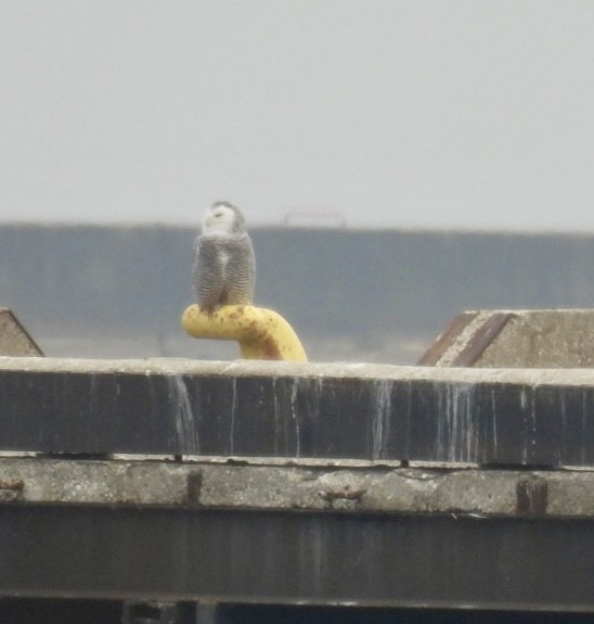 Snowy Owl - ML645995168