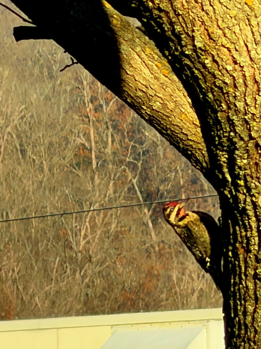 Yellow-bellied Sapsucker - ML645995169